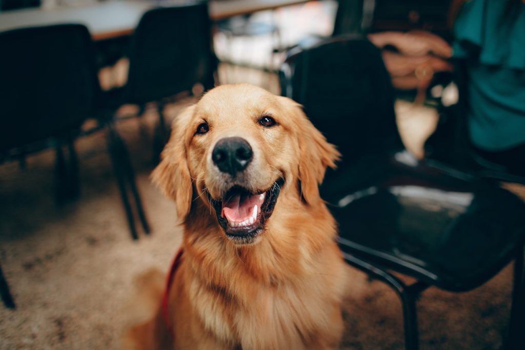 Kies voor rauw vlees hond Kies voor rauw vlees hond